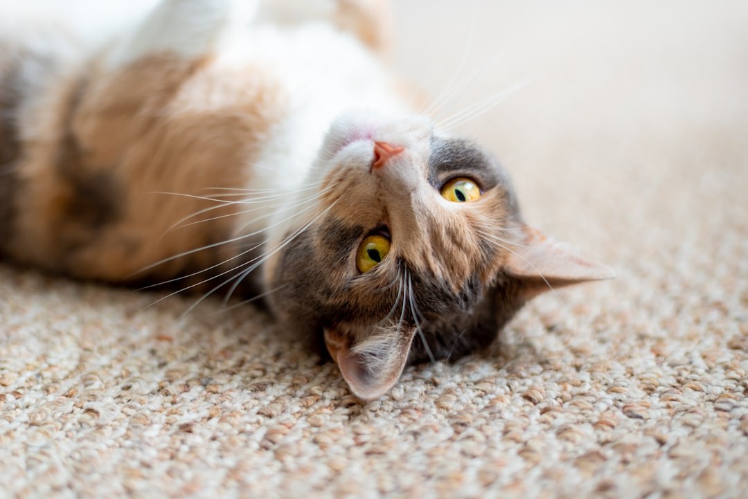 white and brown cat lying on clean carpet
